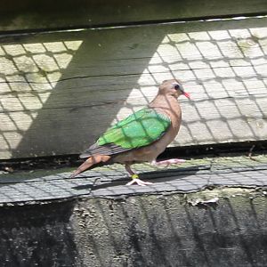 Emerald dove