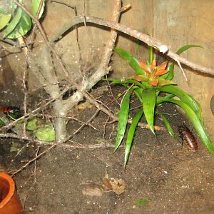 Parc Merveilleux - Mahajanga - Madagascar hissing cockroach exhibit