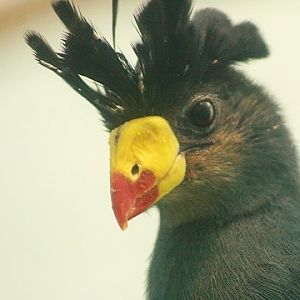 Great Blue Turaco