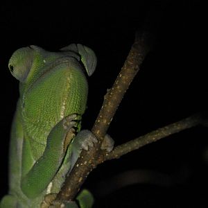 Usambara three-horned chameleon