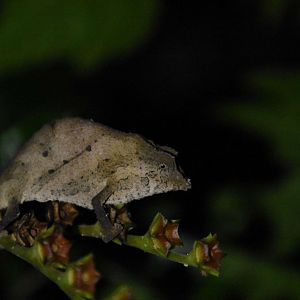 Pygmy chameleon