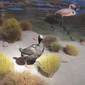 giant coot with chilean flamingo Museo de Historia Natural Santiago Chile