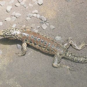 dwarf tegu MUSEO de historia natural Santiago Chile