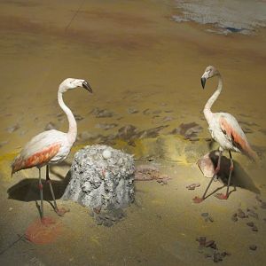 chilean flamingos museo de historia natural santiago chile