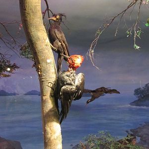 magellanic woodpecker museo de historia natural santiago chile