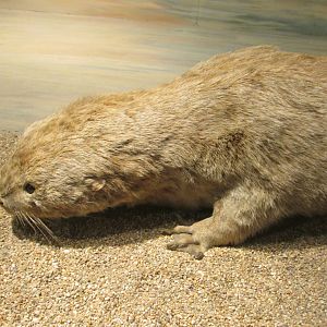 southern river otter museo de historia natural