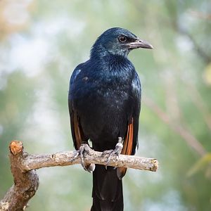Red-winged Starling - 11/11/2016