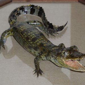 Morelet's crocodile taxidermy
