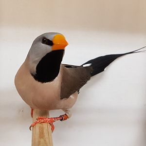 Yellow-billed long-tailed grassfinch