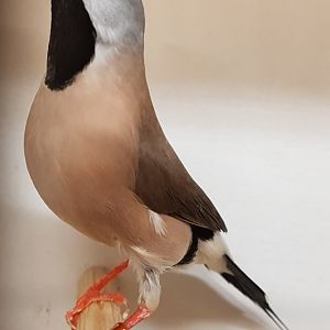 Yellow-billed long-tailed grassfinch