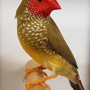 Star finch