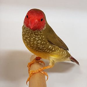Star finch