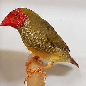Star finch
