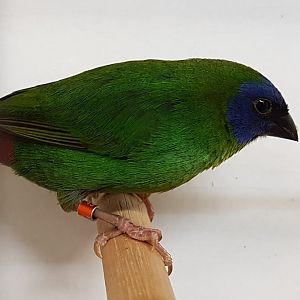 Blue-faced parrotfinch