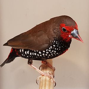 Painted firetail