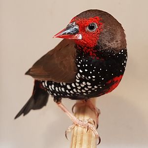 Painted firetail