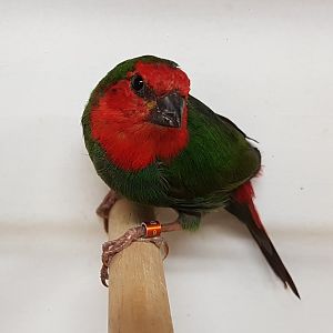 Red-throated parrotfinch