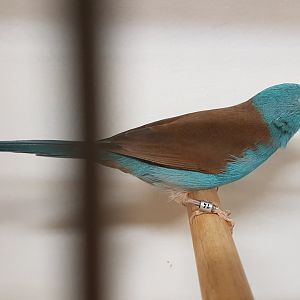 Blue-capped cordon-bleu