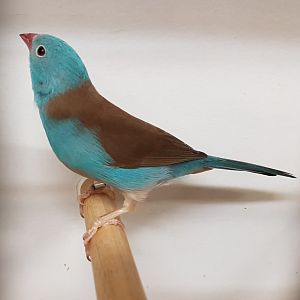 Blue-capped cordon-bleu