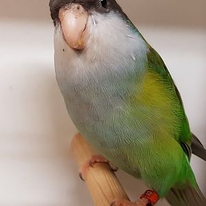Aymara parakeet
