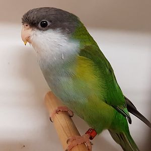 Aymara parakeet