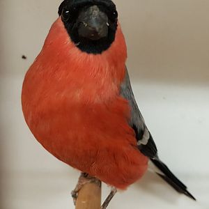 European bullfinch