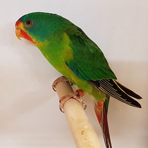 Swift parakeet