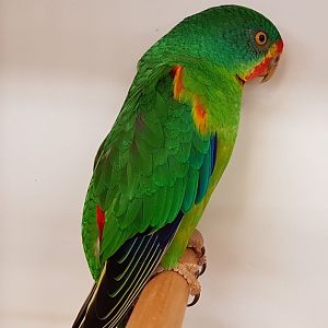Swift parakeet