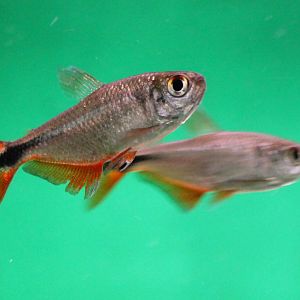 Hemigrammus caudovittatus