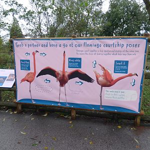 Sign on Flamingo Courtship