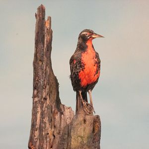 long tailed meadowlark museo de historia natural santiago chile