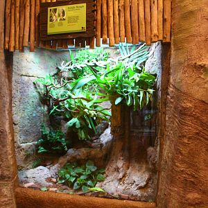 Fragile Forest - Jungle Nymph display