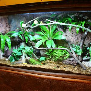 Fragile Forest - Dragon-headed Katydid and Atlas Beetle display