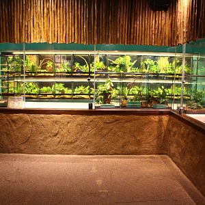 Fragile Forest - Invertebrates display