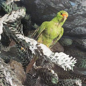 slender billed parakeet museo de historia natural santiago chile