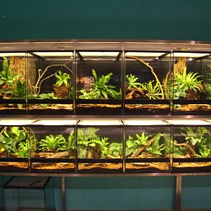 Fragile Forest - Tarantula terrariums