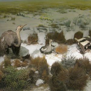 birds of patagonia museo de historia natural chile