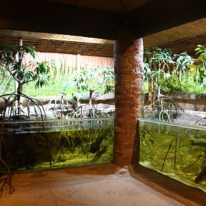 Fragile Forest - Mangrove display