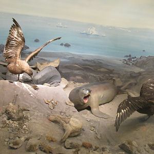 skuas and elephant seal museo de historia natural santiago chile