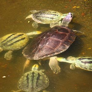 Burmese Roofed Turtles