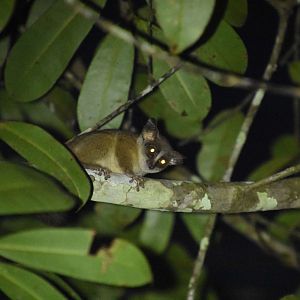 Mountain dwarf galago