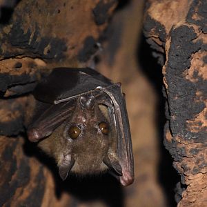 Angolan fruit bat