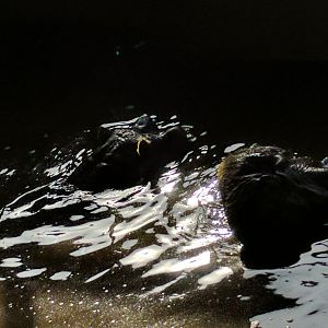 Male & Female Common Hippo