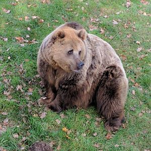 Brown Bear