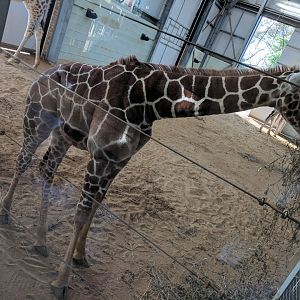 Youngest Giraffe in the herd