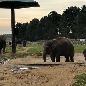 View of the Elephant Enclosure