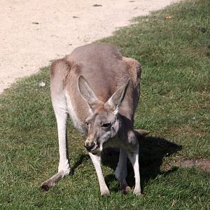 Red kangaroo
