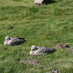 Cape Barren goose