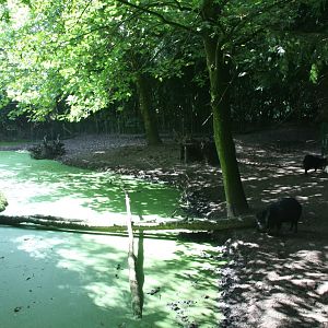 Collared peccary enclosure