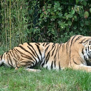 Siberian tiger
